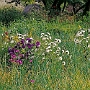 Dha_007