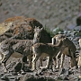 Stok_Kangri_Besteigung_005