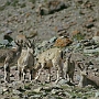 Stok_Kangri_Besteigung_006