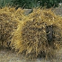 Thikse_Dorf_008