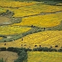 Thikse_Dorf_016