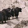 Purni_nach_Padum_009