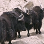 Purni_nach_Padum_010