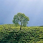 Darjeeling_004
