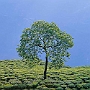 Darjeeling_005