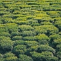 Darjeeling_007