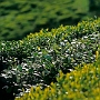 Darjeeling_008