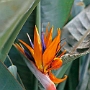 Darjeeling_009