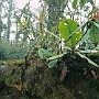 Bakim_nach_Dzongri_003