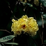 Dzongri_nach_Tangshing_017