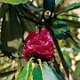 Dzongri_nach_Tangshing_018