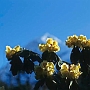 Dzongri_nach_Tangshing_020
