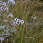 Himanali_Basecamp_007