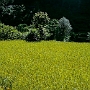 Pokhara_Ghandrung_018