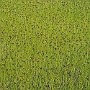Pokhara_Ghandrung_019