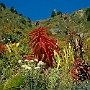 Weg_Namche_Bazar-Tyangboche_007