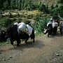 Weg_Namche_Bazar-Tyangboche_010