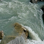 Weg_Namche_Bazar-Tyangboche_017