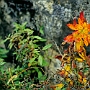 Weg_Namche_Bazar-Tyangboche_019
