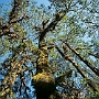 Dunche_Bazar-Lama_Hotel_012