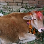 Shiva_Parvati_Schrein_011