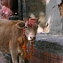 Shiva_Parvati_Schrein_012