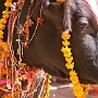 Shiva_Parvati_Schrein_013