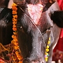 Shiva_Parvati_Schrein_014