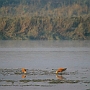 Am_Rapti_Fluss_014